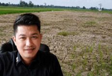 Petani Padi di Ogan Ilir Terancam Gagal Panen Akibat Kekeringan, Kadin Pertanian OI Engan Ditemui