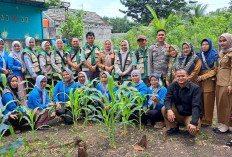 KWT Merpati Muara Dua Sukses Tingkatkan Ekonomi Keluarga Lewat Kebun Mandiri