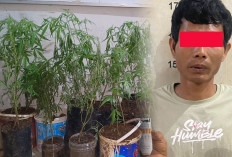 Tanam Ganja di Dapur, Petani di Empat Lawang Ditangkap Polisi 