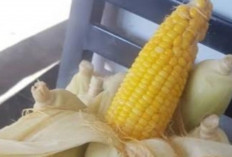 Cara Merebus Jagung agar Empuk dan Manis, Camilan Sehat Favorit Keluarga