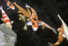 Ikan Koi Makin Digemari, Begini Cara Merawatnya agar Sehat dan Warnanya Tetap Cantik